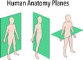 Anatomical planes of section, showing sagittal, coronal and transverse planes through a male body. Created in Adobe Illustrator.