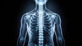 Anatomical rendering of the upper body skeletal structure showcasing the rib cage, spine, and shoulder bones. Generative AI Royalty Free Stock Photo