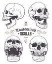 Anatomical Skulls Vector Set