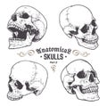 Anatomical Skulls Vector Set