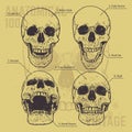 Anatomical Skulls Vector Set