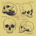 Anatomical Skulls Vector Set