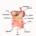 Anatomical structure of the abdominal organs. Spleen, liver, gallbladder, stomach, intestines, colon, pancreas. Vector