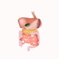 Anatomical structure of the abdominal organs. Spleen, liver, gallbladder, stomach, intestines, colon, pancreas. Vector