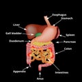 Anatomical structure of the abdominal organs. Spleen, liver, gallbladder, stomach, intestines, colon, pancreas. Vector