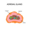 The anatomical structure of the adrenal gland. Vector illustration