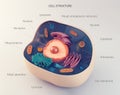 Anatomical structure of animal cell Royalty Free Stock Photo