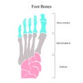 Anatomical structure of the bones of the foot. Vector illustration.