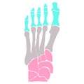 Anatomical structure of the bones of the foot. Vector illustration.