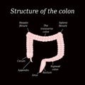 The anatomical structure of the colon. Vector illustration on a black background