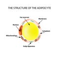 The anatomical structure of the fat cells. Adipocyte. Infographics. Vector illustration on isolated background Royalty Free Stock Photo