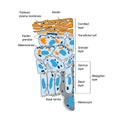 Anatomical structure and function of skin, medical illustration