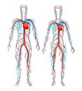 Anatomical structure human bodies. Blood vessels with arteries, veins.