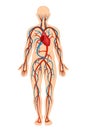 Anatomical structure of human body, circulatory system, arteries, veins.