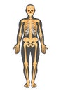 Anatomical structure of human body, presented in of skeleton Royalty Free Stock Photo