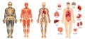 Structure of human body, skeleton, muscular system, blood vessels, organs. Royalty Free Stock Photo