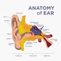 anatomical structure the human ear. Anatomy of human ear in doodle and drawn style. Cochlea and ear components Royalty Free Stock Photo