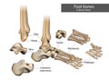 Anatomical structure of the human Foot bones. Royalty Free Stock Photo