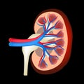 The anatomical structure of kidney. Vector illustration on a black background