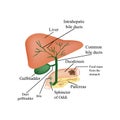 The anatomical structure of the liver, gallbladder