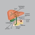 The anatomical structure of the liver, gallbladder, bile ducts and pancreas. Vector illustration on a gray background