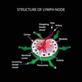 The anatomical structure of the lymph node. Infographics. Vector illustration on a black background Royalty Free Stock Photo