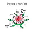 The anatomical structure of the lymph node. Infographics. Vector illustration on isolated background Royalty Free Stock Photo