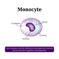 The anatomical structure of monocytes. Blood cells. Vector illustration