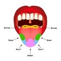 Anatomical structure of the tongue. Taste buds on the tongue. Bitter, salty, sour, sweet taste. Infographics. Vector