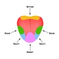 Anatomical structure of the tongue. Taste buds on the tongue. Bitter, salty, sour, sweet taste. Infographics. Vector