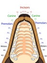 Anatomical structure of the upper jaw of the dog, the location and the name of the teeth