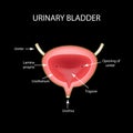 Anatomical structure of the Urinary bladder. Infographics. Vector illustration on black background