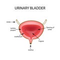 Anatomical structure of the Urinary bladder. Infographics. Vector illustration on isolated background