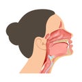 Anatomical structures surrounding the pharynx illustration