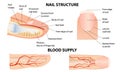 Anatomical training poster. Fingernail Anatomy. Cross-section of the finger. Structure of human nail Royalty Free Stock Photo