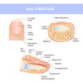 Anatomical training poster. Fingernail Anatomy. Cross-section of the finger. Structure of human nail