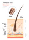 Anatomical training poster. Growth and structure of human hair. Skin and hair anatomy. Cross section of the skin layers