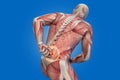 Anatomical vision back pain. Royalty Free Stock Photo