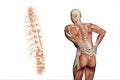 Anatomical vision back pain