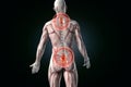 Anatomical vision back pain. Lower back pain.