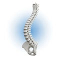 A detailed 3d model of a human spine and pelvis, isolated on a soft blue background Royalty Free Stock Photo