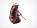 Anatomically accurate 3d illustration of human internal organ spleen