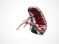 Anatomically accurate 3d illustration of human internal organ spleen