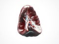 Anatomically accurate 3d illustration of human internal organ spleen