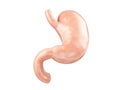 Anatomically accurate realistic 3d illustration of human internal organ - stomach