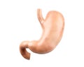 Anatomically accurate realistic 3d illustration of human internal organ - stomach