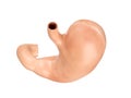 Anatomically accurate realistic 3d illustration of human internal organ - stomach