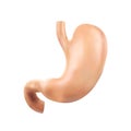 Anatomically accurate realistic vector illustration of human internal organ - stomach