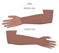 Anatomy_Afro American arm