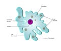 Anatomy of a amoeba Royalty Free Stock Photo